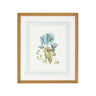 Bl Floral with Ribbon - Hand-Colored Engraving - Elegant Wall Art