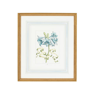 Bl Floral with Ribbon - Hand-Colored Engraving - Elegant Wall Art