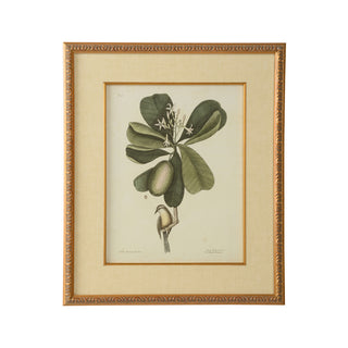 Catesby Bird & Botanical - Giclée Print with Gold Leaf Frame and Linen Mat Fillet