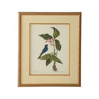 Catesby Bird & Botanical - Giclée Print with Gold Leaf Frame and Linen Mat Fillet