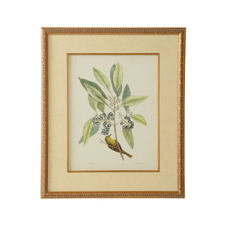 Catesby Bird & Botanical - Giclée Print with Gold Leaf Frame and Linen Mat Fillet