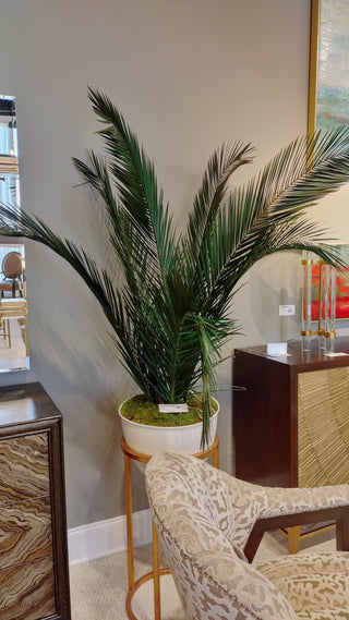 Mid-Century Palms JRB-3849